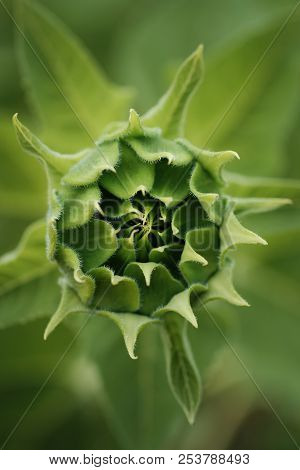 Not Blooming Macro Sunflower In Monochrome On The Darc Background
