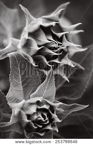 Not Blooming Macro Sunflower In Monochrome On The Darc Background