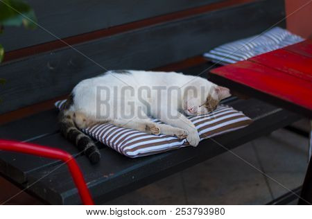 Sleeping Street Cat In The Street Cafe