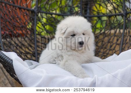 Cute Samoyed Puppy Lies In An Armchair In The Yard