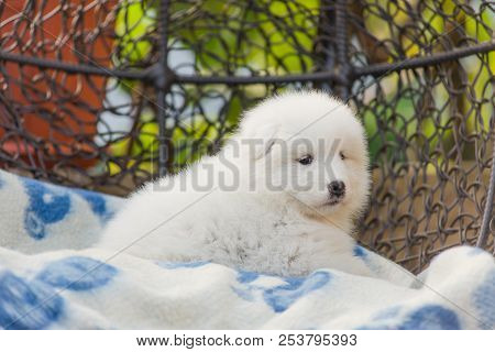 Cute Samoyed Puppy Lies In An Armchair In The Yard