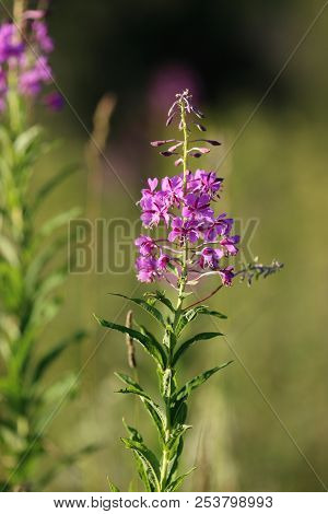 Blooming Willow-herb In The Field. Flowers Ivan Tea, Also Called: Fireweed, Epilobium. Selective Foc