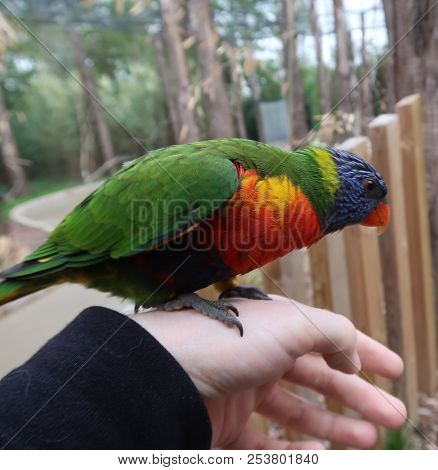 Photography Of A Rainbow Lorikeet (scientific Name: Trichoglossus Moluccanus)