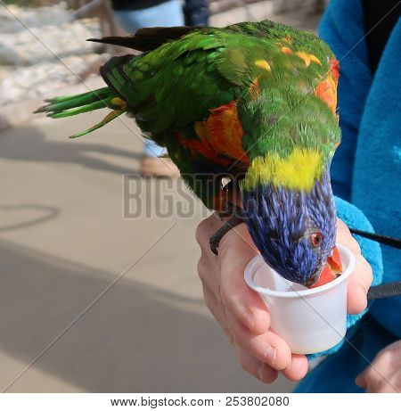 Photography Of A Rainbow Lorikeet (scientific Name: Trichoglossus Moluccanus)