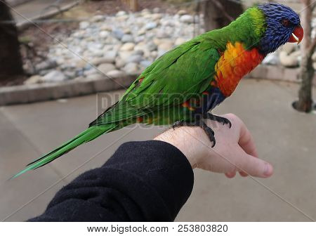 Photography Of A Rainbow Lorikeet (scientific Name: Trichoglossus Moluccanus)