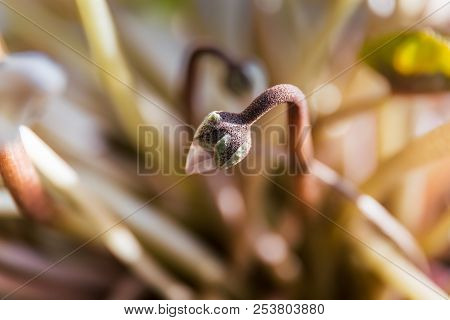 Little Flower Bud In Sunlight In Soft Focus