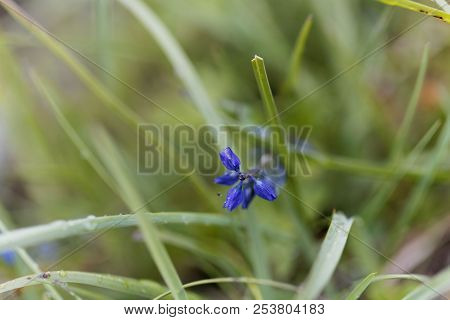 Flower Of The Alpine Milkwort (polygala Alpestris)