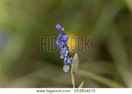 Flower Of The Alpine Milkwort (polygala Alpestris)