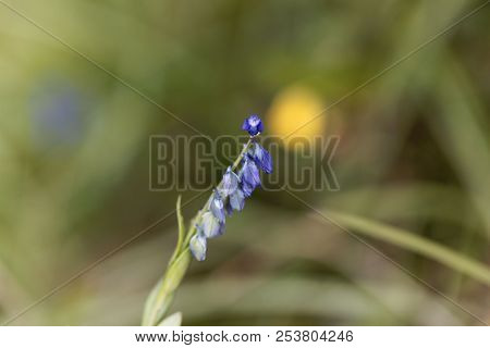 Flower Of The Alpine Milkwort (polygala Alpestris)