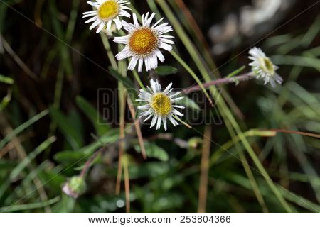 Alpine Fleabane (erigeron Alpinus)