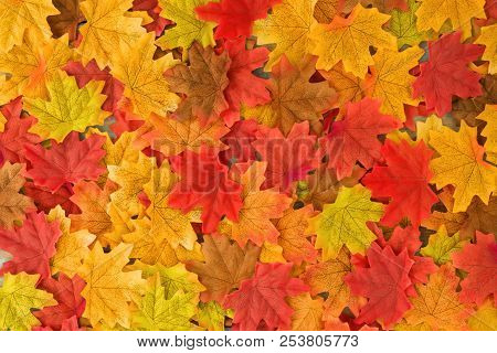 Beautiful Autumn Maple Leaves Background. Nature Fall Season