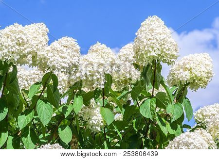 Hydrangeaceae Hydrangea Paniculata Siebel Grade Polar Bear,  High Bushes With Cone-shaped Large Clus
