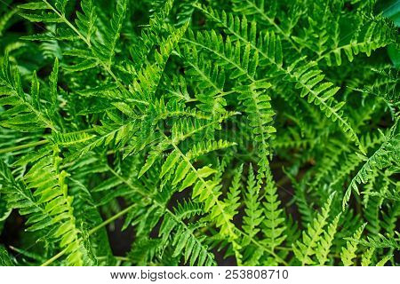 Green Fern Plant Texture