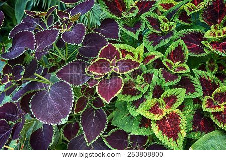 Red And Green Leaves Of The Coleus Plant, Plectranthus Scutellarioides