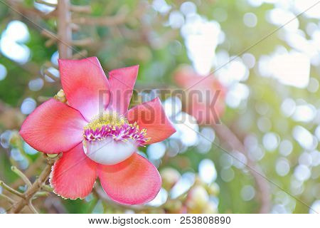 Beautiful In Pink Of  Cannonball Flower (call Sal Flower In Thai)  With Background Green. Selective 