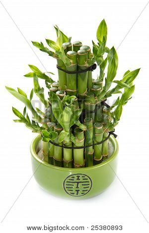 Planta de bambu verde