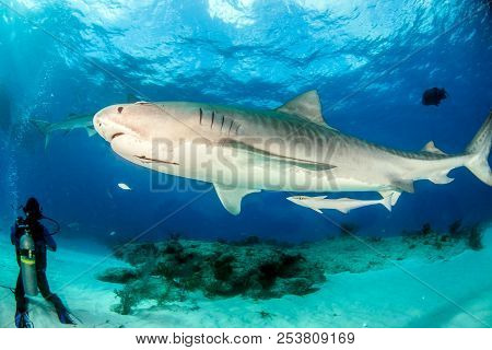 Tiger Shark At Tigerbeach, Bahamas