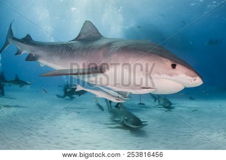 Tiger Shark At Tigerbeach, Bahamas