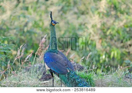 Green Peafowl, Peacock In Nature