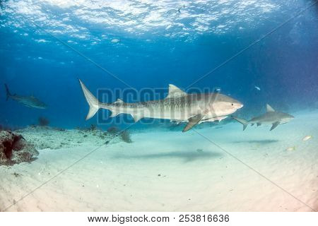 Tiger Shark At Tigerbeach, Bahamas