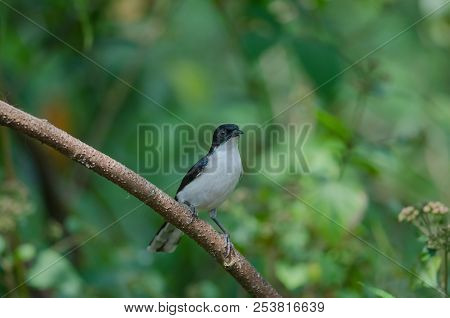 Dark-backed Sibia (malacias Melanoleucus) Bird