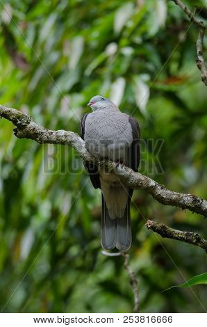Mountain Imperial Pigeon (ducula Badia)