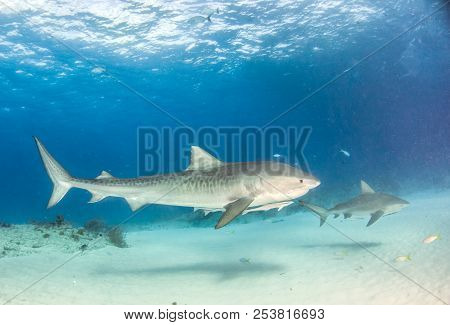 Tiger Shark At Tigerbeach, Bahamas