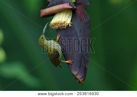 Treaked Spiderhunter (arachnothera Magna)