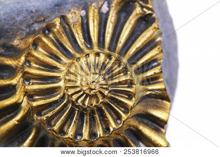 Golden Ammonite Fossil