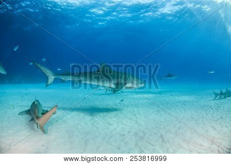 Tiger Shark At Tigerbeach, Bahamas