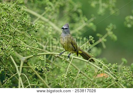 Flavescent Bulbul Perching On Branch Of Fruiting Tree