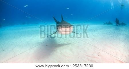 Tiger Shark At Tigerbeach, Bahamas