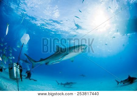 Tiger Shark At Tigerbeach, Bahamas