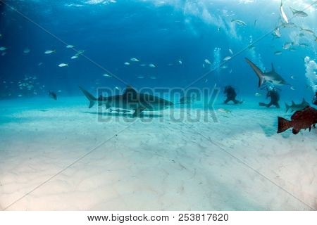 Tiger Shark At Tigerbeach, Bahamas