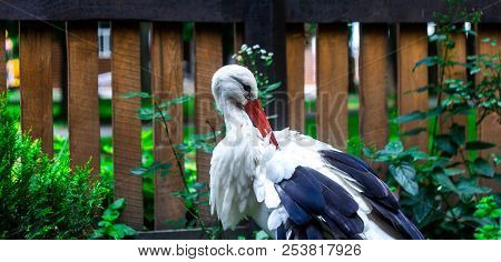 A Beautiful Stork On The Background Of A Fence With A Tree