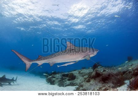 Tiger Shark At Tigerbeach, Bahamas