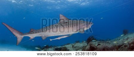 Tiger Shark At Tigerbeach, Bahamas