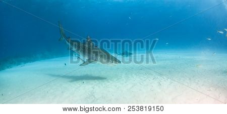 Tiger Shark At Tigerbeach, Bahamas