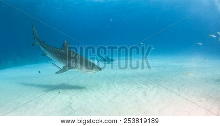Tiger Shark At Tigerbeach, Bahamas