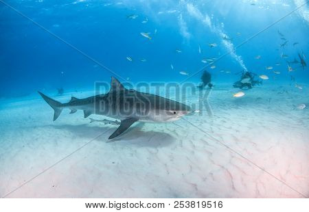 Tiger Shark At Tigerbeach, Bahamas