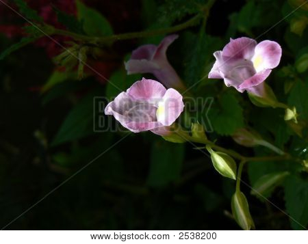 Blumen