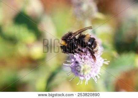 A Buff Tailed Bumblebee Feeding On A Flower