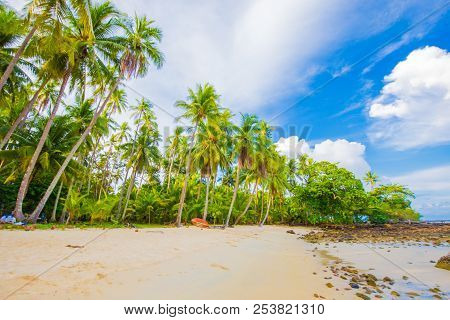 Paradise Idyllic Sea Beach With Coconut Palm Tree