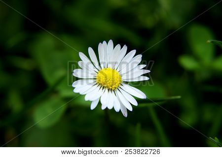 A One Big White Bloom Of Bellis Perennis With Dark Background. Macro Is Here