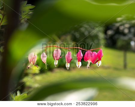 Beautiful Purple, Pink Fuchsia Flower Growing From Pot ,with Green Leaves