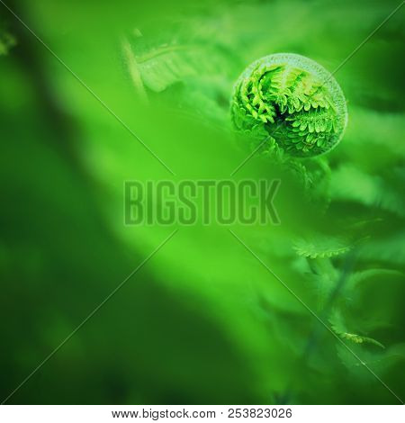 Nephrolepis Exaltata The Sword Fern. Fresh Green Fern Bush In Detail, Looking Into Bush Of Fern In F