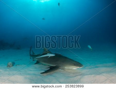 Lemon Shark At The Bahamas