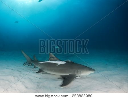 Lemon Shark At The Bahamas