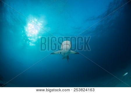Caribbean Reef Shark At The Bahamas