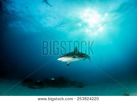 Caribbean Reef Shark At The Bahamas